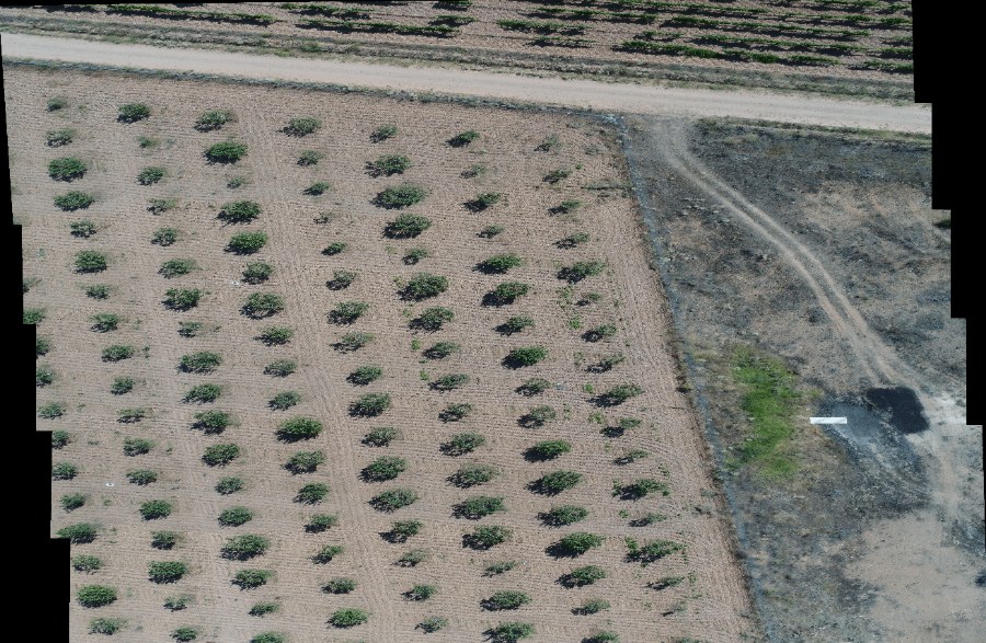 An orchard mosaicked from overlapping drone frames, the seams visible at the edges.